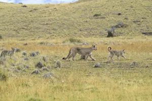 Puma family walking across an open grassy field