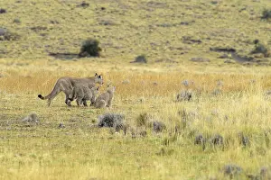 A puma family wanders through a field of brown grass in their natural habitat