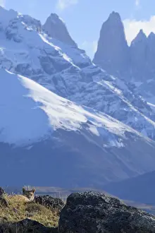 A puma hides in rocks beneath snowy peaks under a blue sky