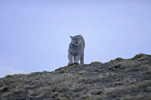 Puma on a hilltop with open sky