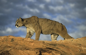 Puma (Puma concolor), adult walking on rock