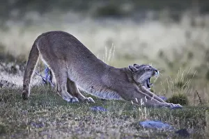 Puma (Puma concolor) adult, yawning and stretching