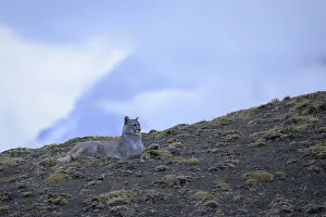 Puma resting on a hillside under a blue sky