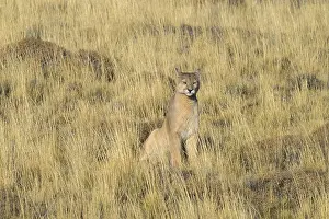 A puma sitting still and looking into the distance within a grassy field