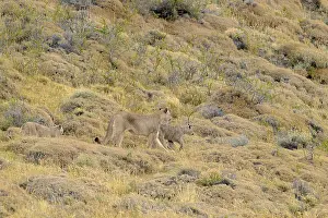 Pumas make their way through a hillside rich with vegetation