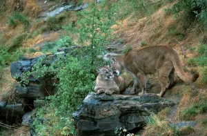 Pumas, pair (Felis concolor), mountain lion
