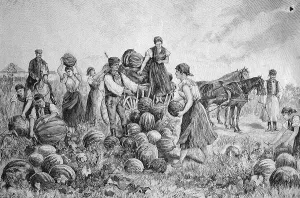 Pumpkin harvest in Hungary, historical illustration circa 1893