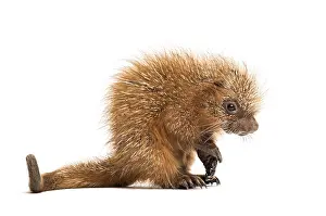 Pup prehensile-tailed porcupine