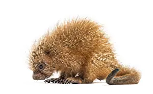 Pup prehensile-tailed porcupine