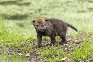 A pup stands in a green, wooded environment
