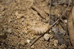 Pupa shell of a pied flycatcher