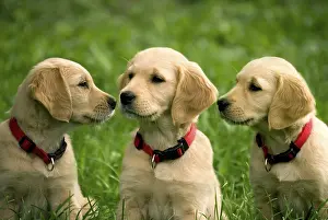 Three puppies of golden retriever in grass