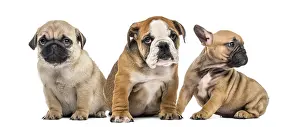 Three puppies side by side, isolated on white