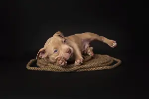 Puppy American Pit Bull Terrier sitt on a jute cord on black background in studio