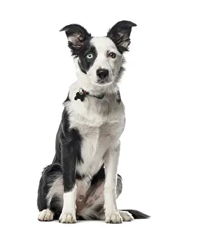 Puppy Border Collie sitting, 5 months old