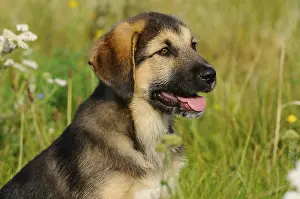 A puppy with hanging tongue sits on a sunny meadow