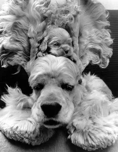 Puppy hides between mother's ears