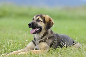 A puppy lies happily on a green meadow