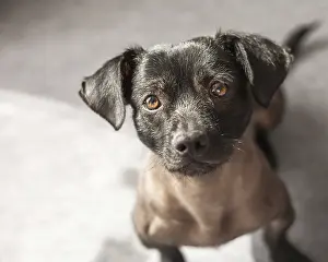 Framed Print : Puppy of mixed peruvian dog looking straight to the camera