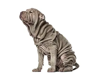Puppy Shar Pei sitting, 10 weeks old