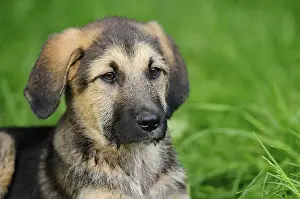 The puppy sits in a meadow and looks thoughtful