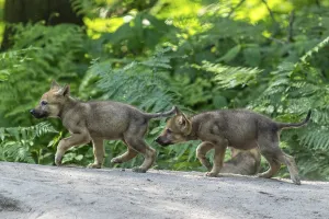 Two pups running side by side in the forest and exploring their surroundings
