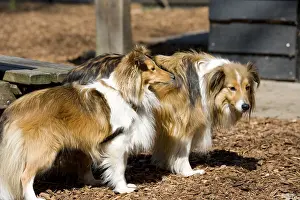 Two pure breed Shetland Sheltie dogs outdoor in sunshine