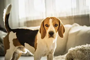 Purebred beagle dog standing on couch sofa in living room indoors