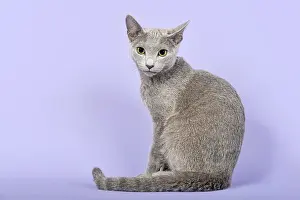 Purebred Cat, Russian Blue