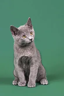Purebred cat, Russian Blue, Kitten