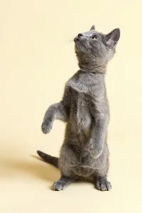 Purebred Cat, Russian Blue, kitten, 9 weeks