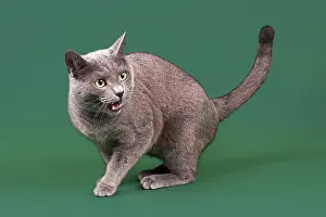 Purebred cat, Russian Blue, male cat, 3 years