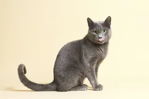 Purebred Cat, Russian Blue, male cat, 3 years old