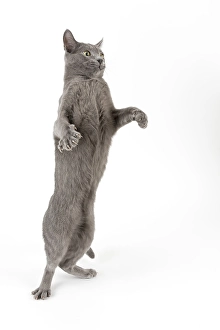 Purebred Cat Russian Blue, male cat, age 8 months