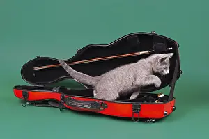 Purebred cat, Russian Blue in violin case