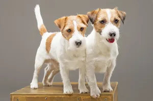 Framed Print : Two purebred Jack Russell pose in studio and look at camera