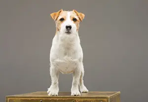 Purebred Jack Russell posing in the studio and looking at the camera