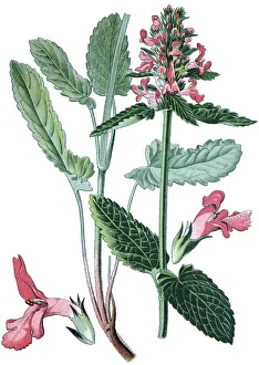 Purple betony (Stachys officinalis)