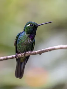 Purple-bibbed whitetip (Urosticte benjamini)