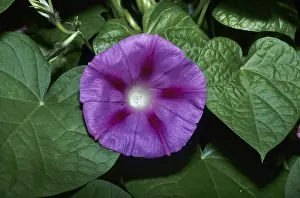 Purple bindweed (Ipomoea purpurea)