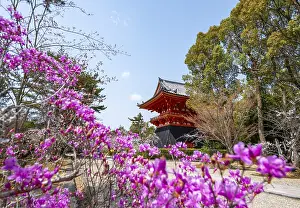 Purple blooming tree in spring with Shoro bell tower