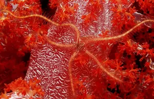 Purple brittle star on soft coral Ophiothrix purpurea