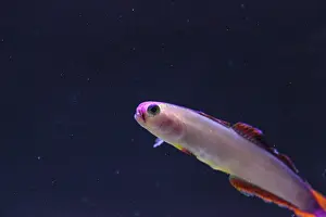 Purple cap firefish, Nemateleotris decora