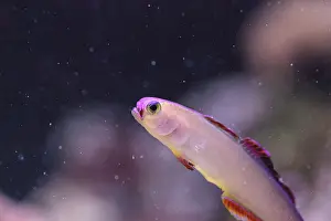Purple cap firefish, Nemateleotris decora