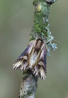 Purple Cloud Moth (Actinotia polyodon)