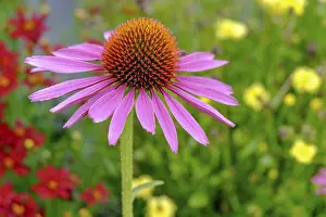 Purple coneflower (Echinacea purpurea)