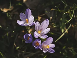 Several purple crocus flowers rise in the spring grass