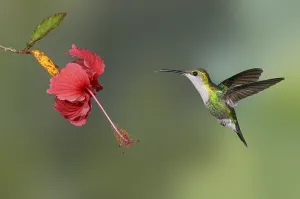 Purple-crowned Woodnymph (Thalurania colombica) at Laguna Lagarto Lodge near Boca Tapada