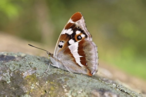 Purple Emperor (Apatura iris), female sitting on stone