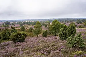 Framed Print : Purple flowering heath, broom heather and juniper bushes